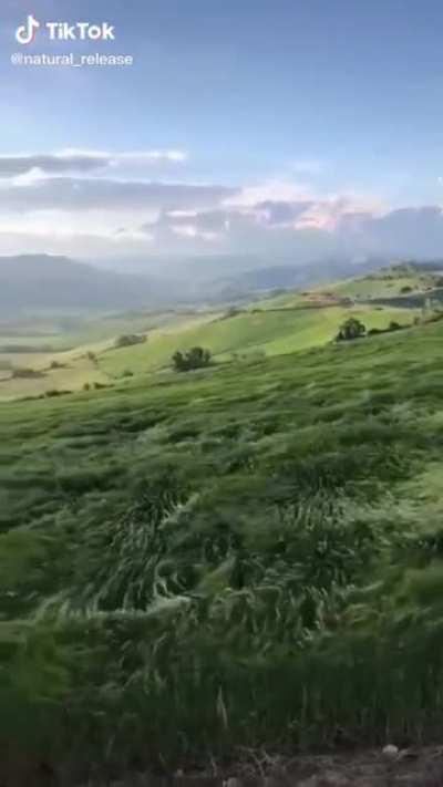 Satisfying field in the wind