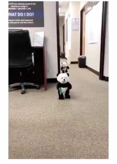 Dogs dressed as Panda to cheer you 🐼🐼