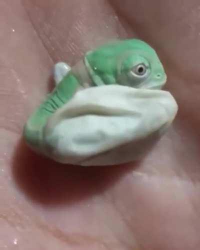 Baby chameleon