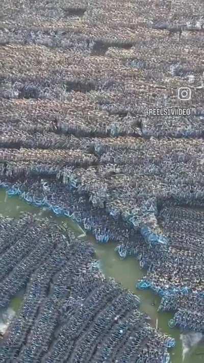 Bicycle graveyard in China 