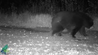 🔥 This absolute unit of a bear spotted in Minnesota definitely looks ready to hibernate 🔥