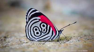 🔥 88 Butterfly