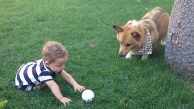 Dog's waiting for a kid to throw the ball