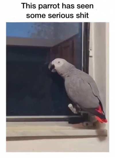 That’s one nasty parrot