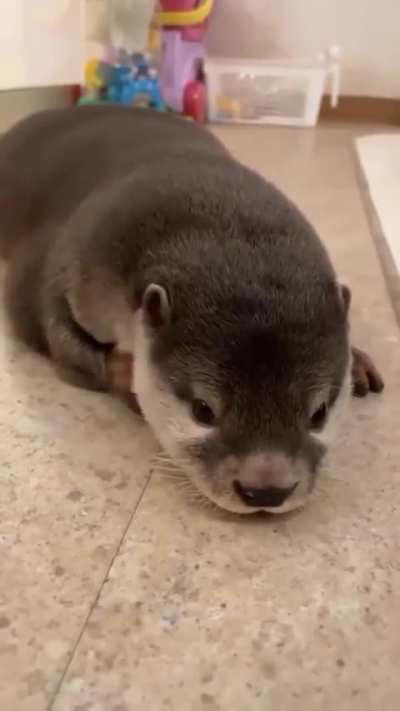 This is otterly adorable!