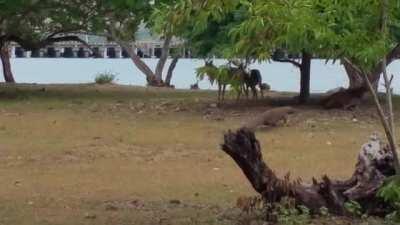 Komodo Dragon Chasing A Deer.