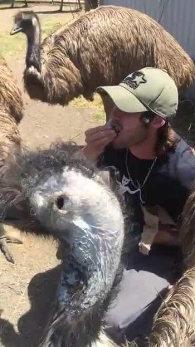 EMU ATTACK