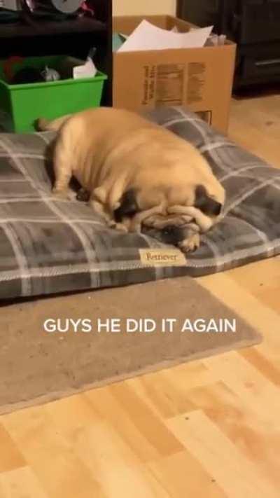 Pug had a rough day!