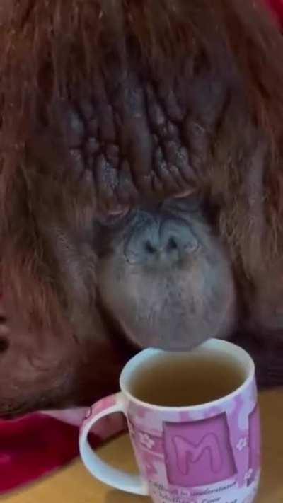 Monke drink tea