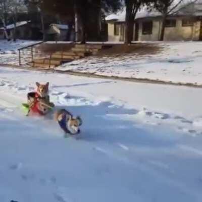 Onwards! Corgi sled coming through