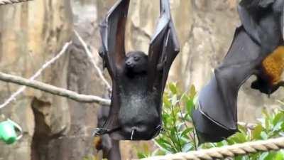 A bat peeing...