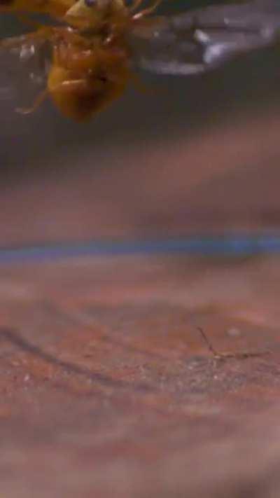 What a ladybug taking off looks like in slow motion