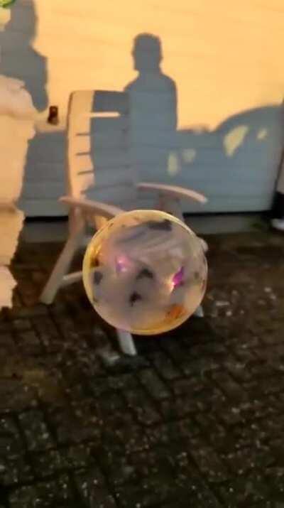 Freezing Bubbles