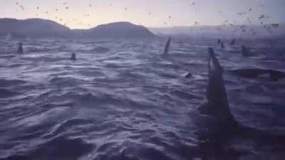 🔥Encountering a large pod of Orcas. 