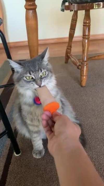 my cat LOVES tuna and water popsicles but she always makes this face when eating them ♥︎😭