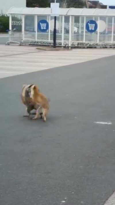 It was kicking off in tesco car park this morning