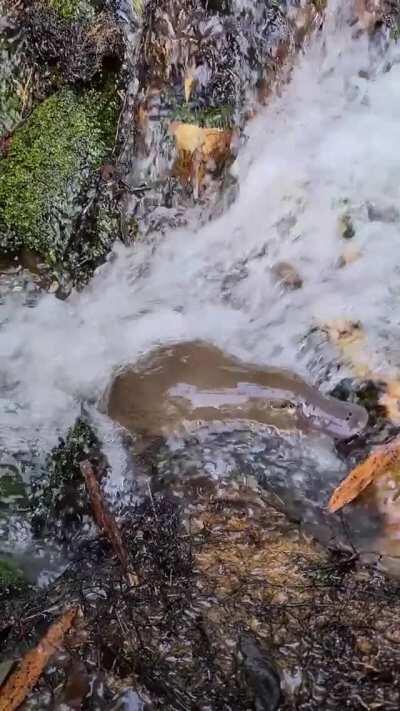 🔥 Platypus bathing in a small waterfall in Tasmania.