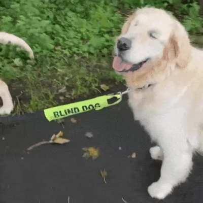 Guide dog looking after his Blind friend ❤️