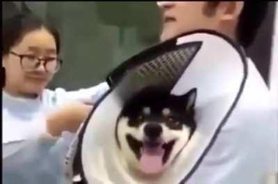 Shiba dies inside