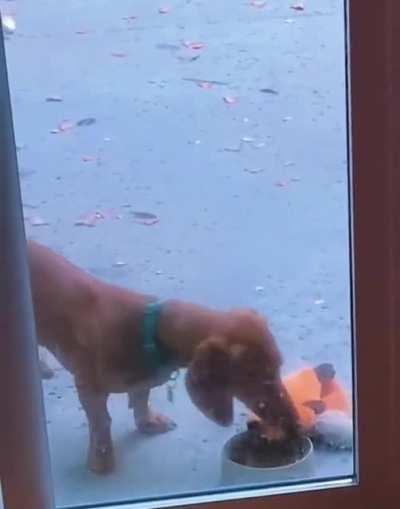 When This Good Boy Gets His Food He Pushes His Teddy Bear Close To Make Sure It Eats First