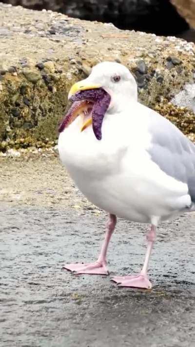 Resident Evil virus infected seagull