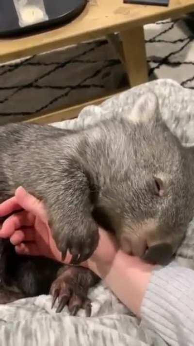 The world needs more wombats.