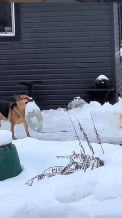 Dog takes out the trash! 🤠