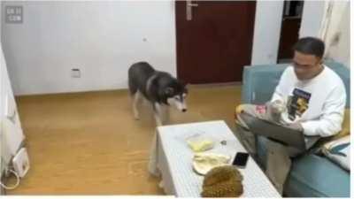 Husky reaction to smelling a durian fruit!