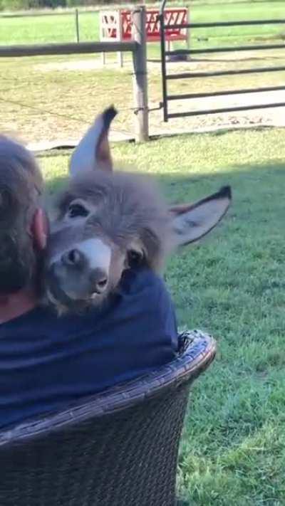 This guy serenades a baby donkey