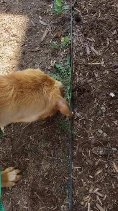 A dog at the animal hospital that I work at faced off against a mighty foe this day