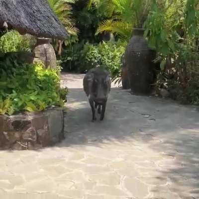 Can I pet a warthog? Let's see... Nope.. 😂😂😂