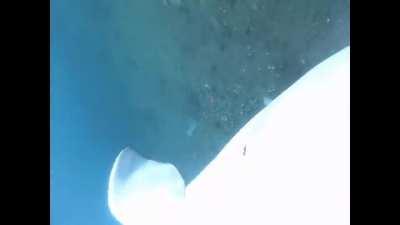 Beluga whale helps retrieve kayaker's GoPro camera