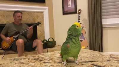 This bird being the lead singer to this man playing a song on his guitar.