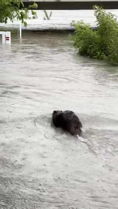 Went for a run along the Elbow River and saw this guy enjoying the flood 🦫