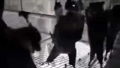 Add the right music, and hanging bats filmed upside-down looks like the hottest Goth nightclub in town.