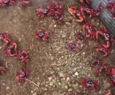 This bridge is used by Red Crabs to cross a busy road on Christmas Island, Australia