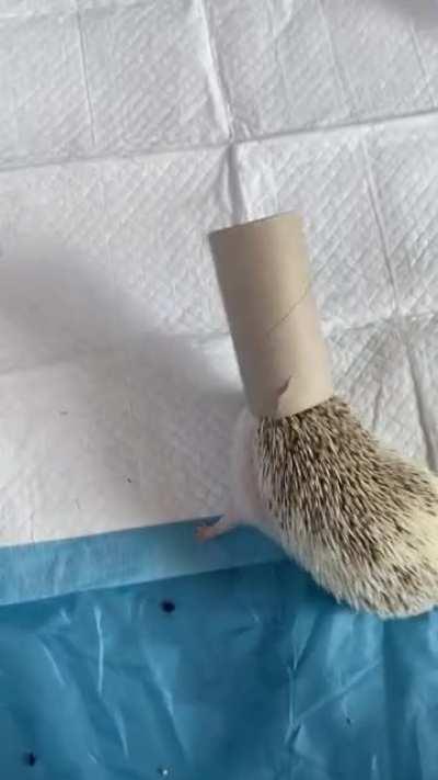 Dopey hedgehog