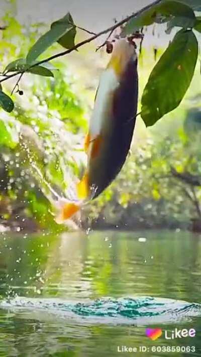 Fish eating fruit over water