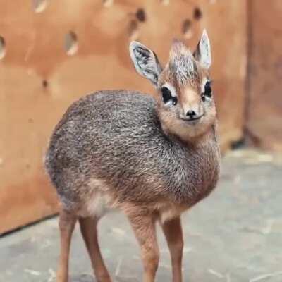 The cutest Dik-dik