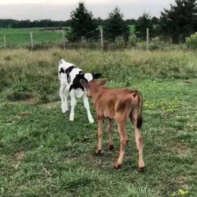 Baby cows meet each other for the first time