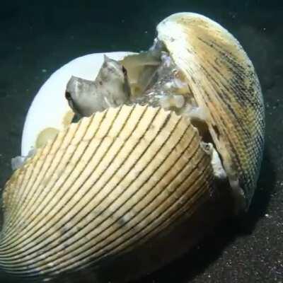 an octopus using shells as shields as a scuba diver approaches it