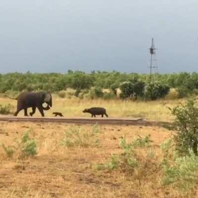 🔥 Elephant avoiding conflict with a dAnGeRouS baby water buffalo 🔥