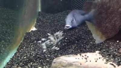 🔥 African Cichlid Fish Releasing Fry From Mouth