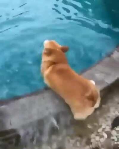 Short doggo having some trouble getting into the pool