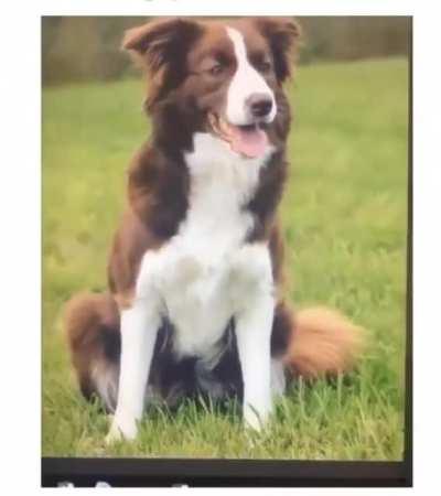 Corgi Mixed Brown Border Collie 😍