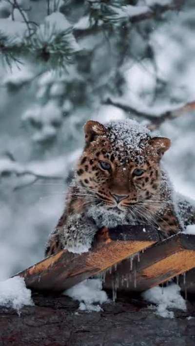 🔥 A fabulously beautiful leopard