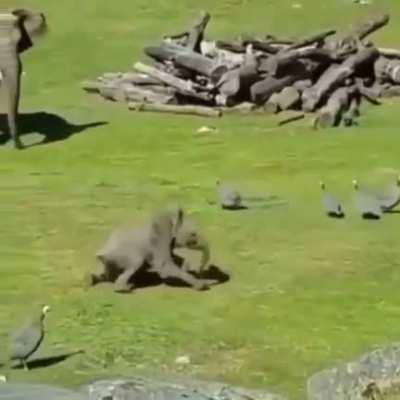 Baby elephant learning to protect momma elephant by chasing off birds