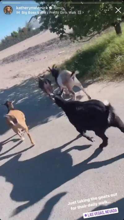 Walking with goats, IG story 8 October 2023