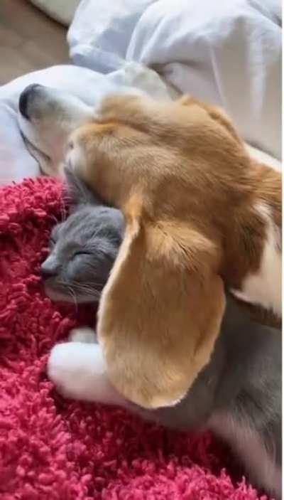 This cat using dogs ear as a cover is so cute.