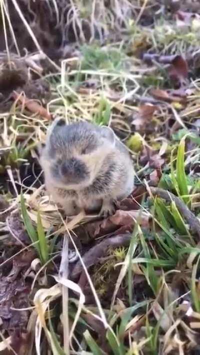 The noises and the way it wiggles, what is it and why is it so darn cute?!